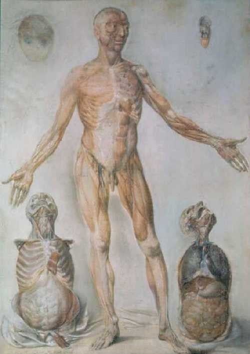 An anatomical drawing of a man. 
