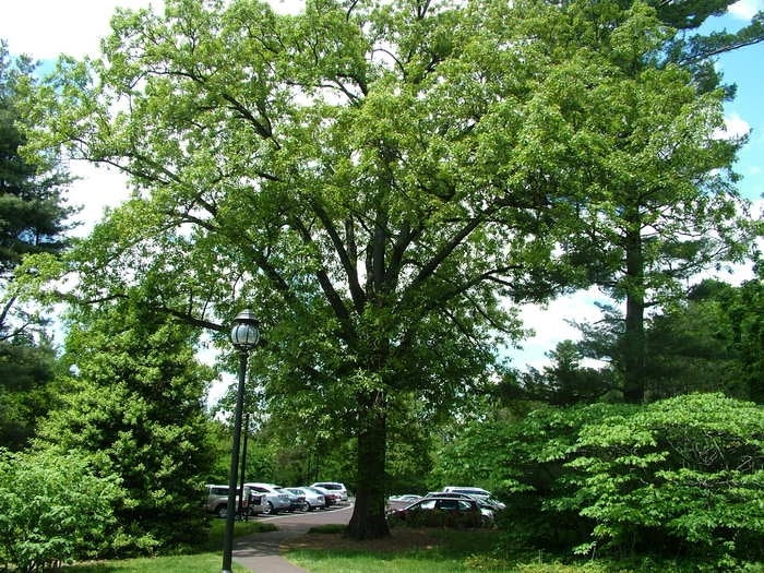 A large leafy tree stands near a parking lot.