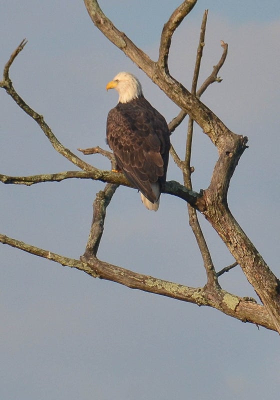 A bald eagle sit on top of the bare branches of a tree set against a dusky blue sky. 
