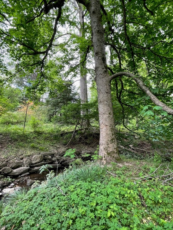 A tall tree grows along a brook covered in green foliage.