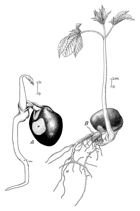 A black-and-white botanical drawing of a seedling.
