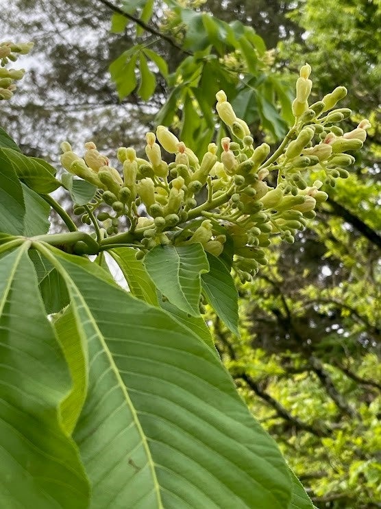 Yellow flowers growing on the branch of a tree surrounded by green foliage.