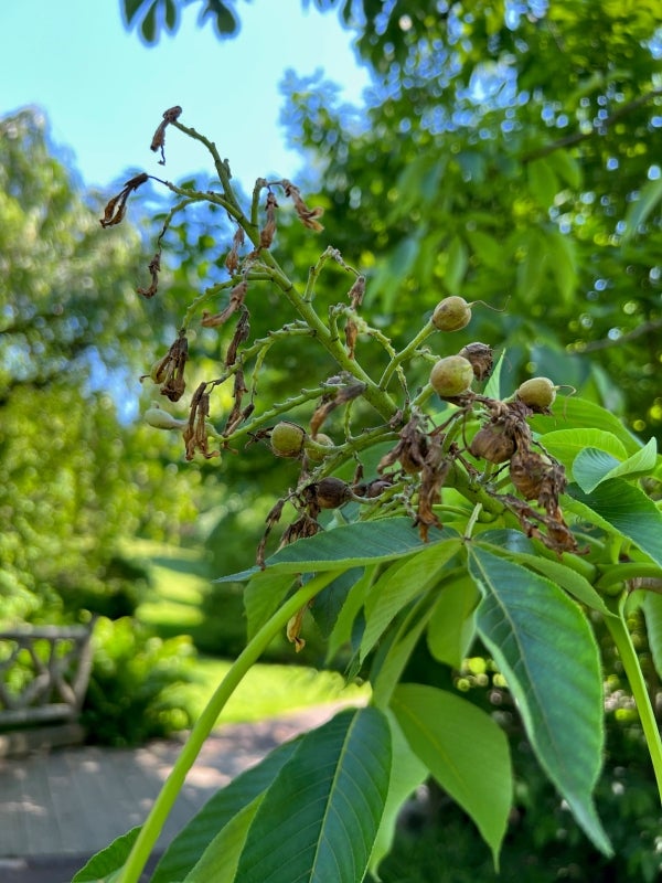 Capsular fruits forming from faded brown flower, surrounded by green foliage on a tree branch.