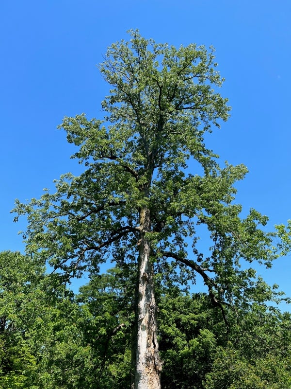 A tall yellow buckeye tree with green foliage stands in front of a bright blue sky. 