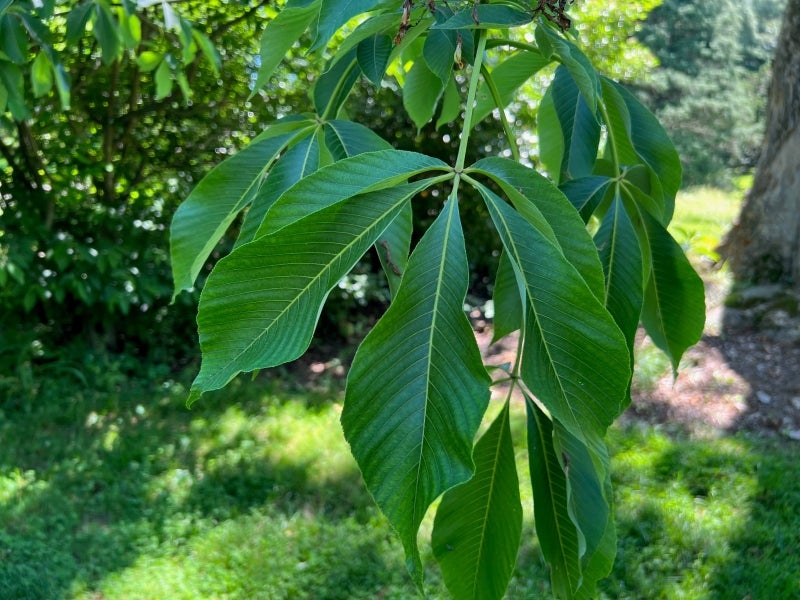 The green foliage of Aesculus flava (yellow buckeye).