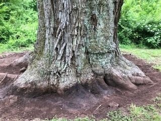 The base of a white oak tree after being treated.