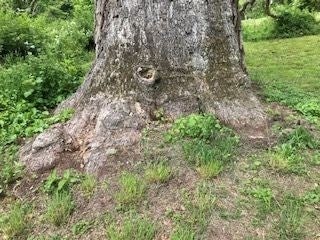 The base of a white oak tree before it was treated.
