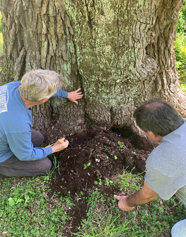 Two men inspect the base of a large tree. 