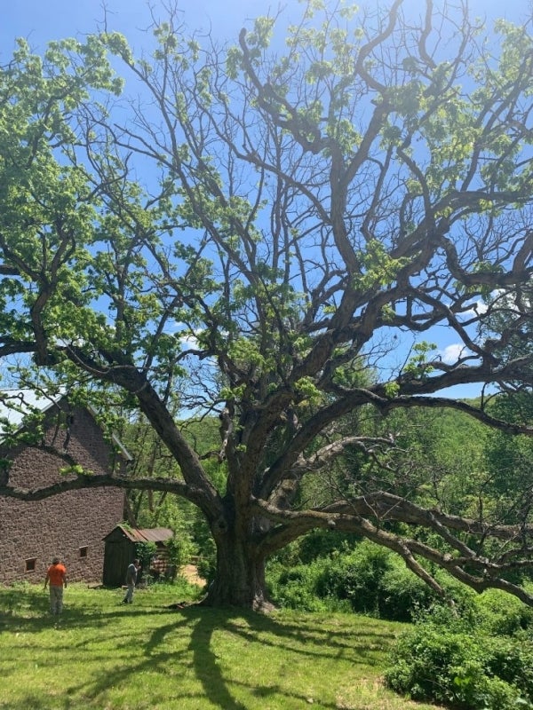 A large white oak tree with green foliage set against a bright blue sky. 