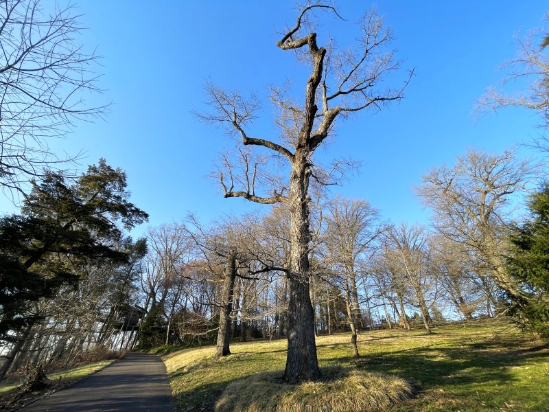 A tall, bare, 230 year old tree stands in the grass next to a paved path. 