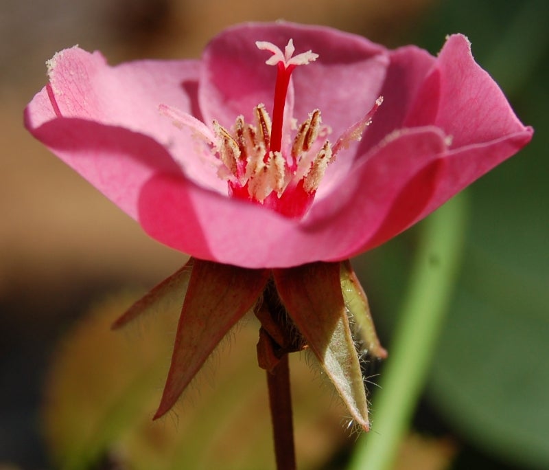 A close up of a bright pink flower in full bloom.