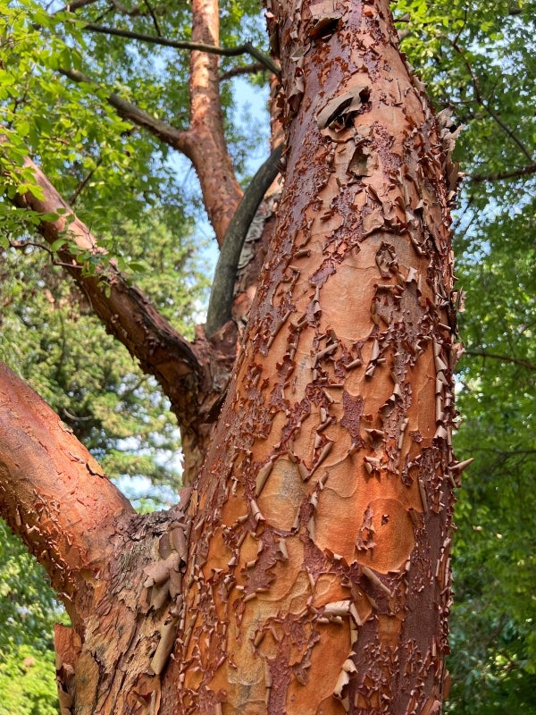 The reddish-brown exfoliating bark of a paperbark maple tree.