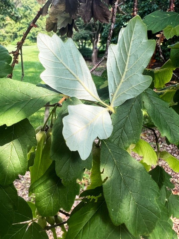 The light green underside of a paperbark maple leaf in summer.