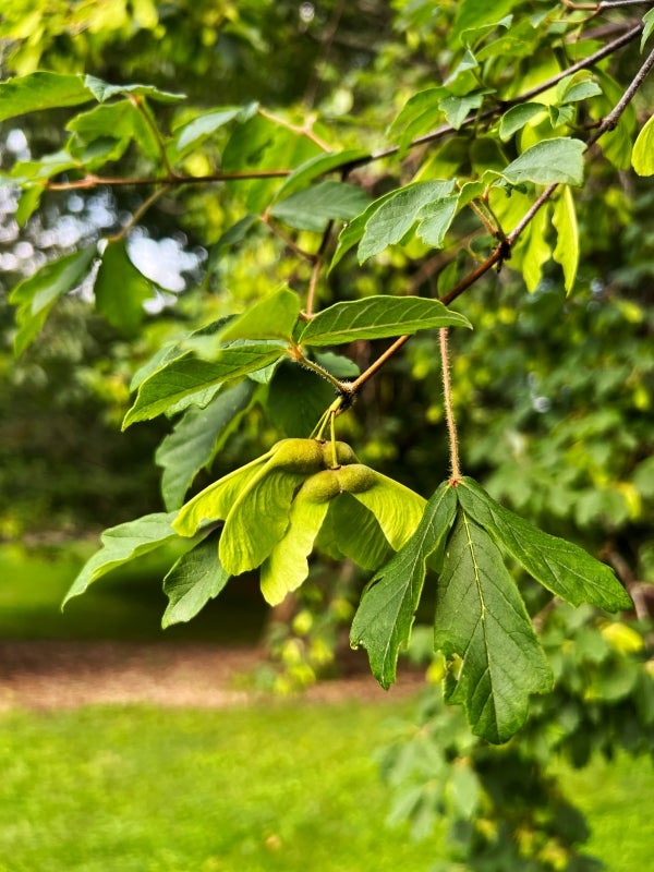 The fruits of a paperbark maple.