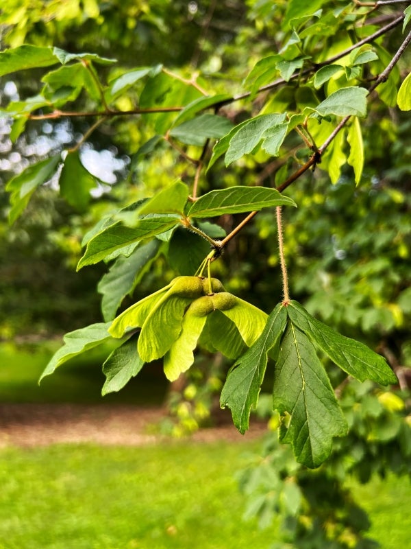 The fruits of a paperbark maple. 