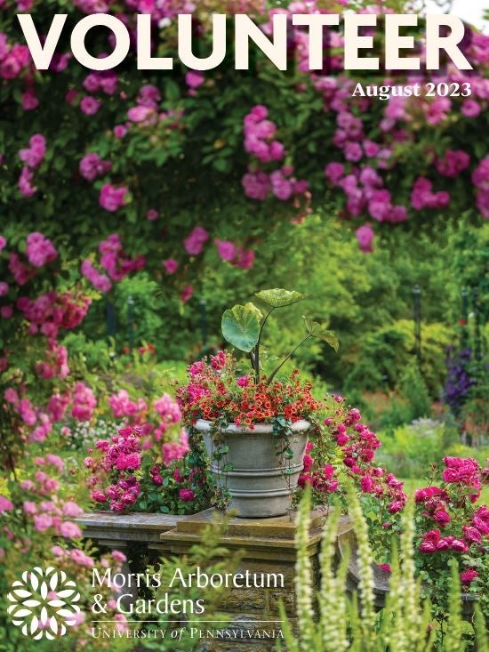 Cover of Morris Arboretum & Gardens Volunteer Newsletter, August 2023. 