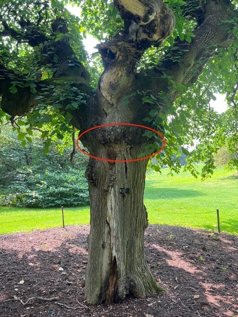 The trunk of a Tabletop Scotch elm with a red circle. 
