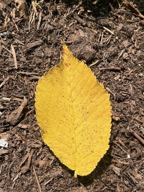 A yellow leaf on the ground from a Ulmus glabra ʻHorizontalisʻ (Tabletop Scotch elm).