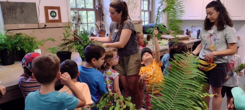A group of young summer campers hold fern fronds.