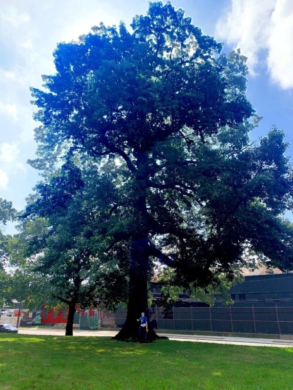 A large Southern red oak (Quercus falcata) tree with a man standing next to it for scale. 