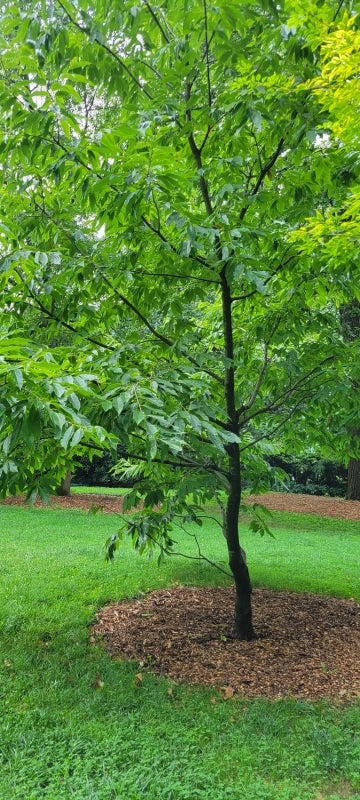 A small tree with bright green leaves stands in a grassy area.