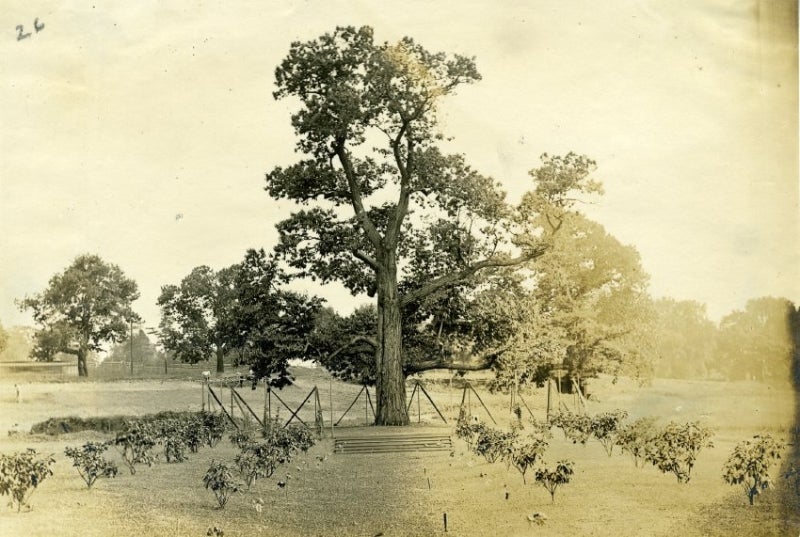 Black and white photo of a large chestnut tree.