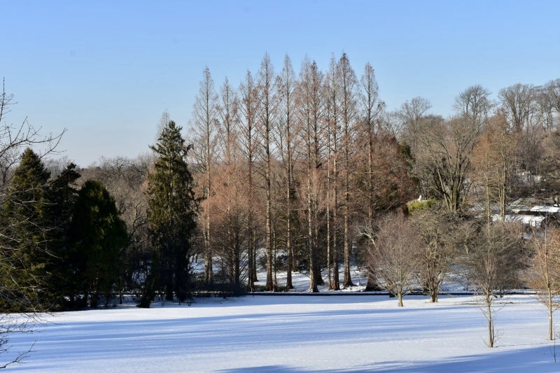A winter landscape with a snowy open field in the foreground and tall bare trees in the background. 