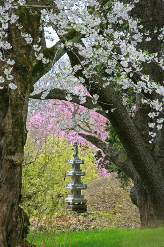 A pagoda surrounded by pink and white cherry blossom trees in bloom. 