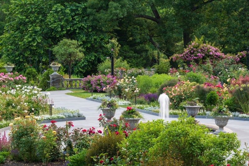 A rode garden in bloom with a decorative fountain and paved walkway.