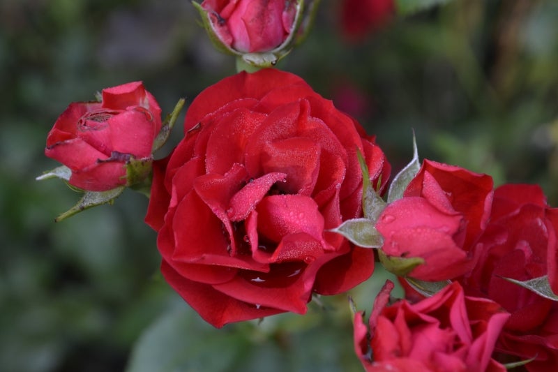 A close up of bright red roses.