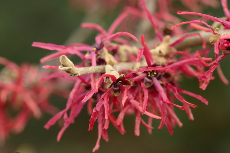 Bright pink witchhazel flower with thin, long petals growing on a bare branch. 