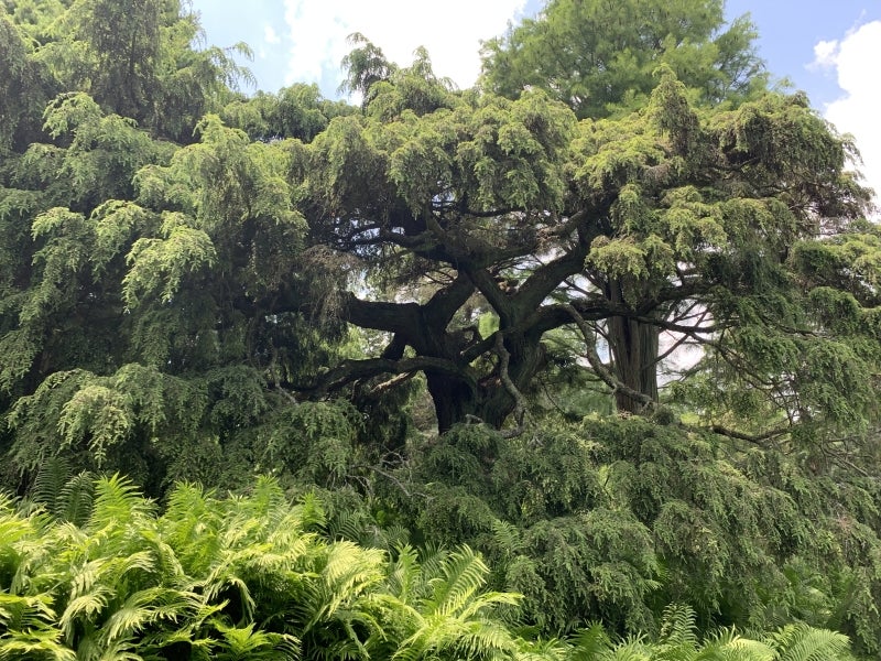 A large, weeping tree surrounded by ferns.