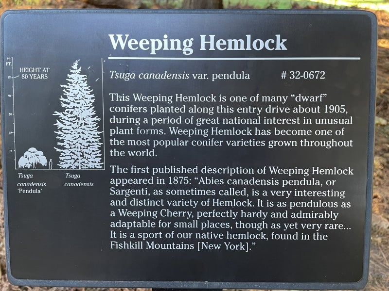 A informational sign describing a Weeping Hemlock.