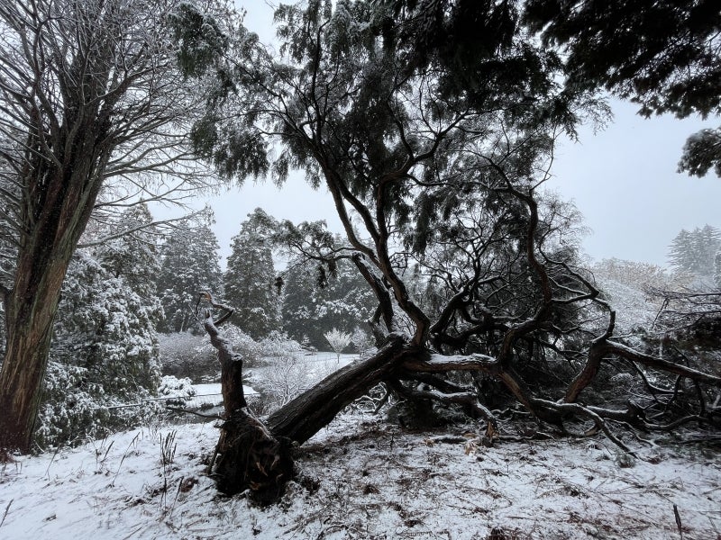 A large tree fallen over in the snow. 