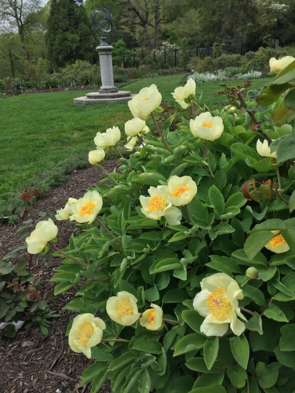 A clump of flowering peony with bright yellow pedals, and a mustard yellow and pink center.