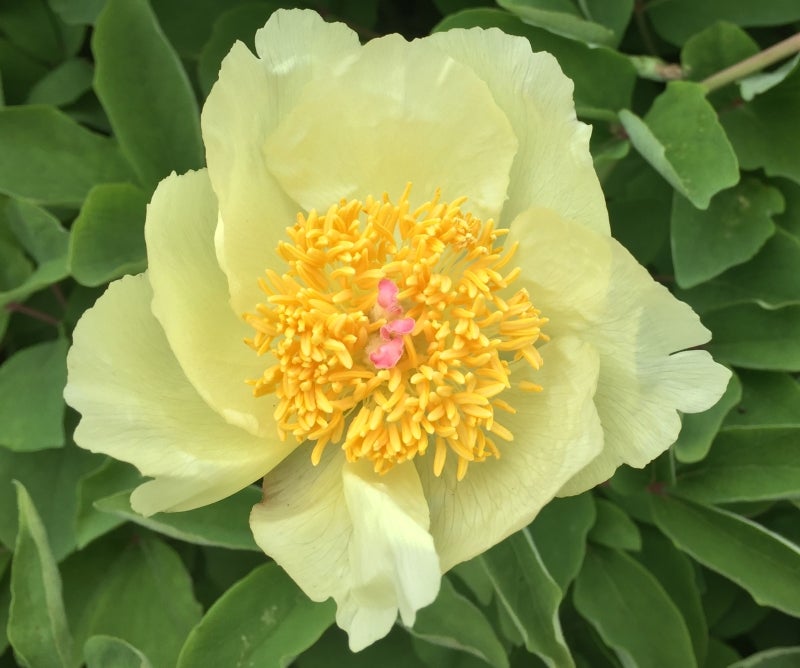 A flowering peony with bright yellow pedals, and a mustard yellow and pink center.
