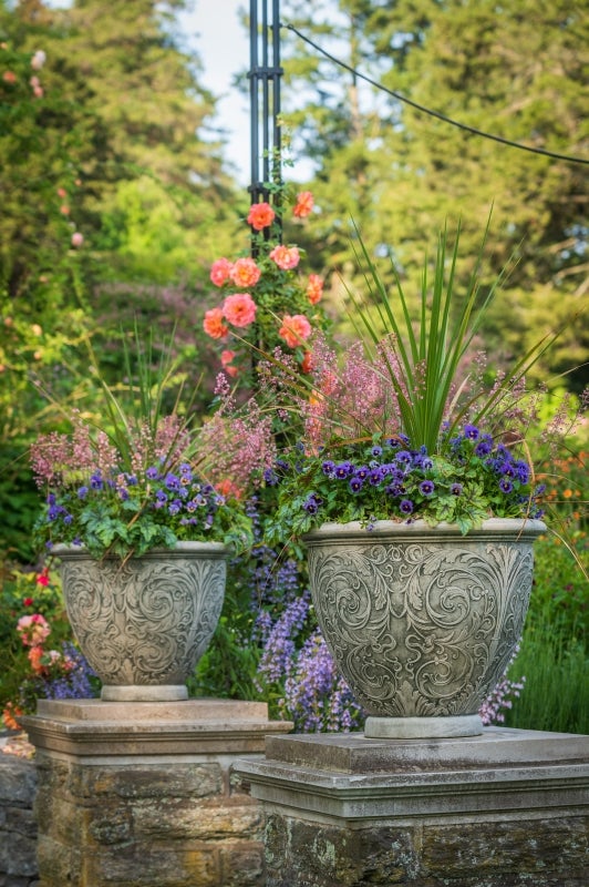 Two flower pots filled with purple flowers and green foliage set in a blooming rose garden.
