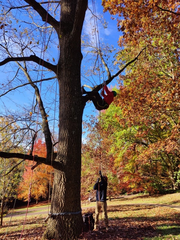A person up in a tree attached to a rope held by a person on the ground.