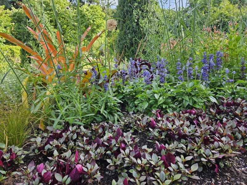 Bright flowers and plants fill a summer garden