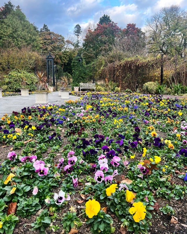 A garden space teeming with color pansies in bloom.