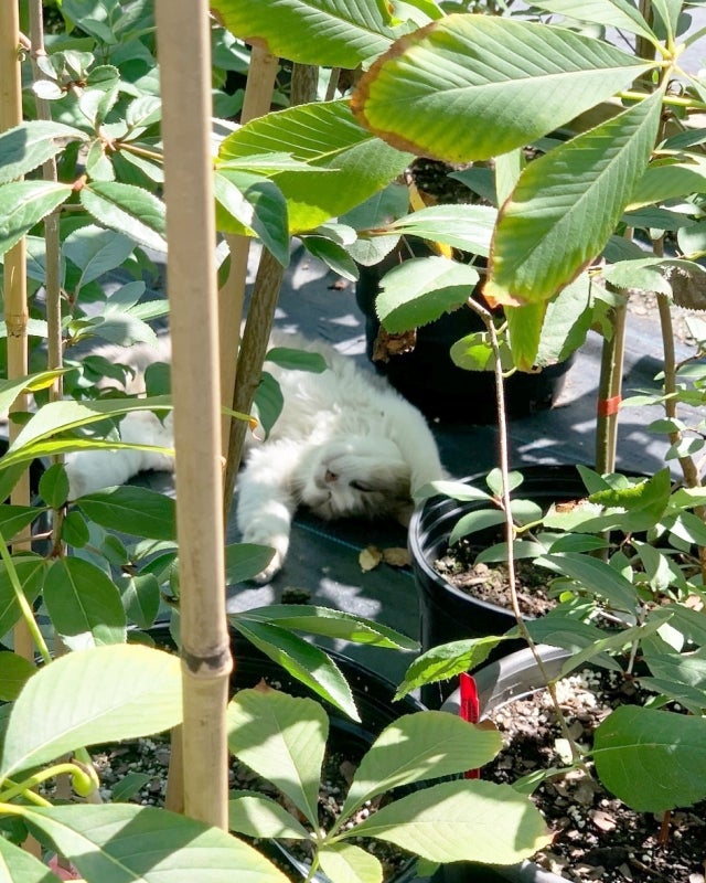 A cat laying on it's back amongst potted plants.