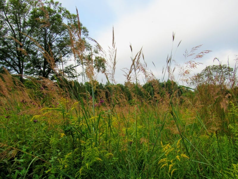 A view of a meadow filled with green and brown grasses. 