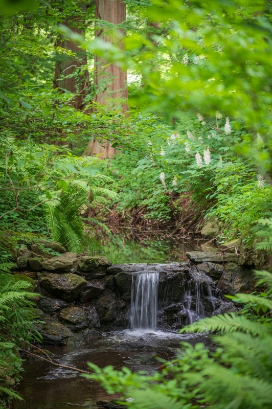 A small waterfall surrounded by large trees with bright green foliage. 