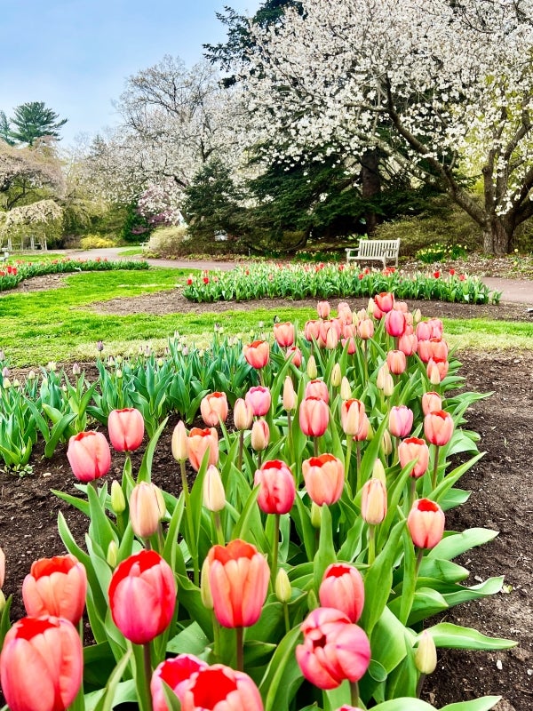 Pink tulips in bloom with a blossoming cherry tree and wooden bench in the background.
