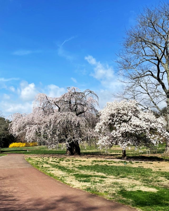 A view of a meadow with two cherry trees in bloom. 