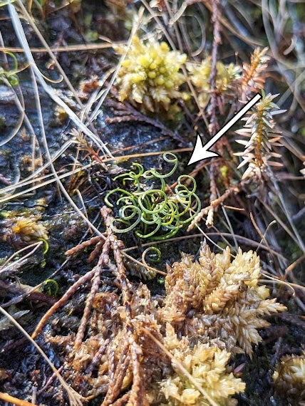 A patch of small, bright green, curly fern fronds with a white arrow pointing towards them.