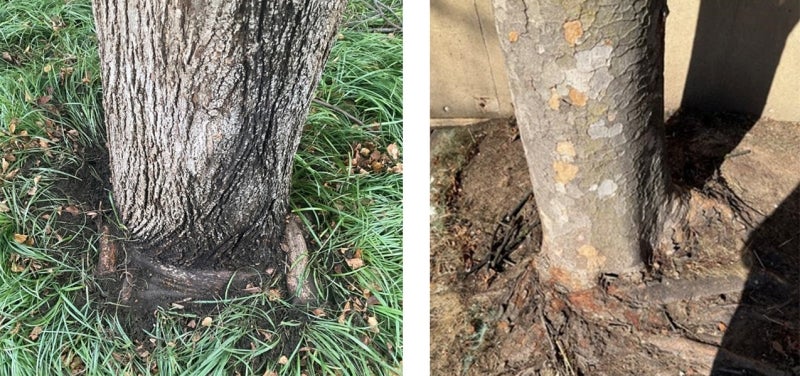 The bases of two different trees.