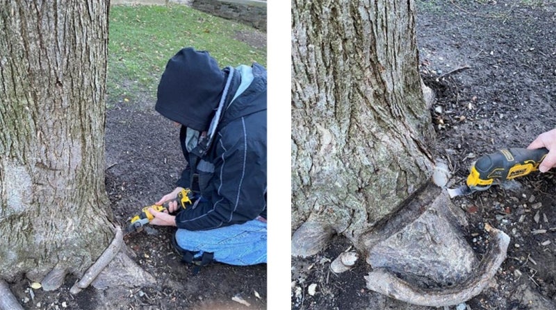 A person in a hooded sweatshirt kneels in front of the base of a tree with a small saw removing girdling roots.