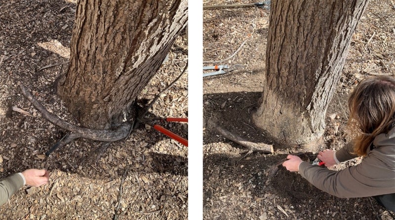 Two photos of the base of a tree trunk with large exposed roots. A person holds a large tool, trying to cut the roots. 