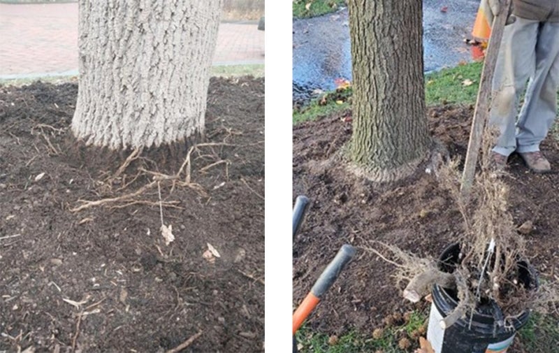 Photos of two different tree trunk bases: the first shows exposed roots, and the second shows a person working on removing the roots. 